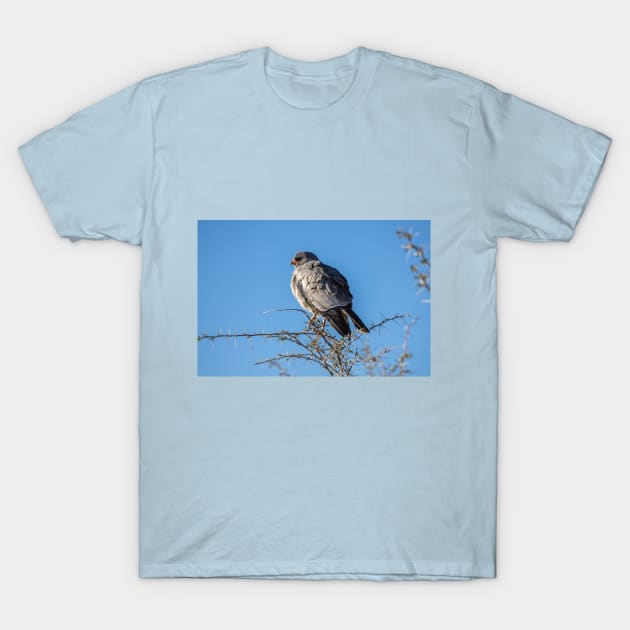 Namibia. Etosha National Park. Gabar Goshawk. T-Shirt by vadim19